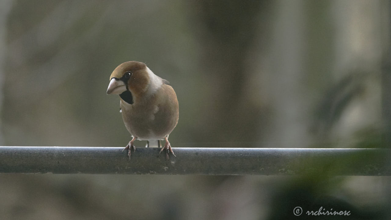Hawfinch