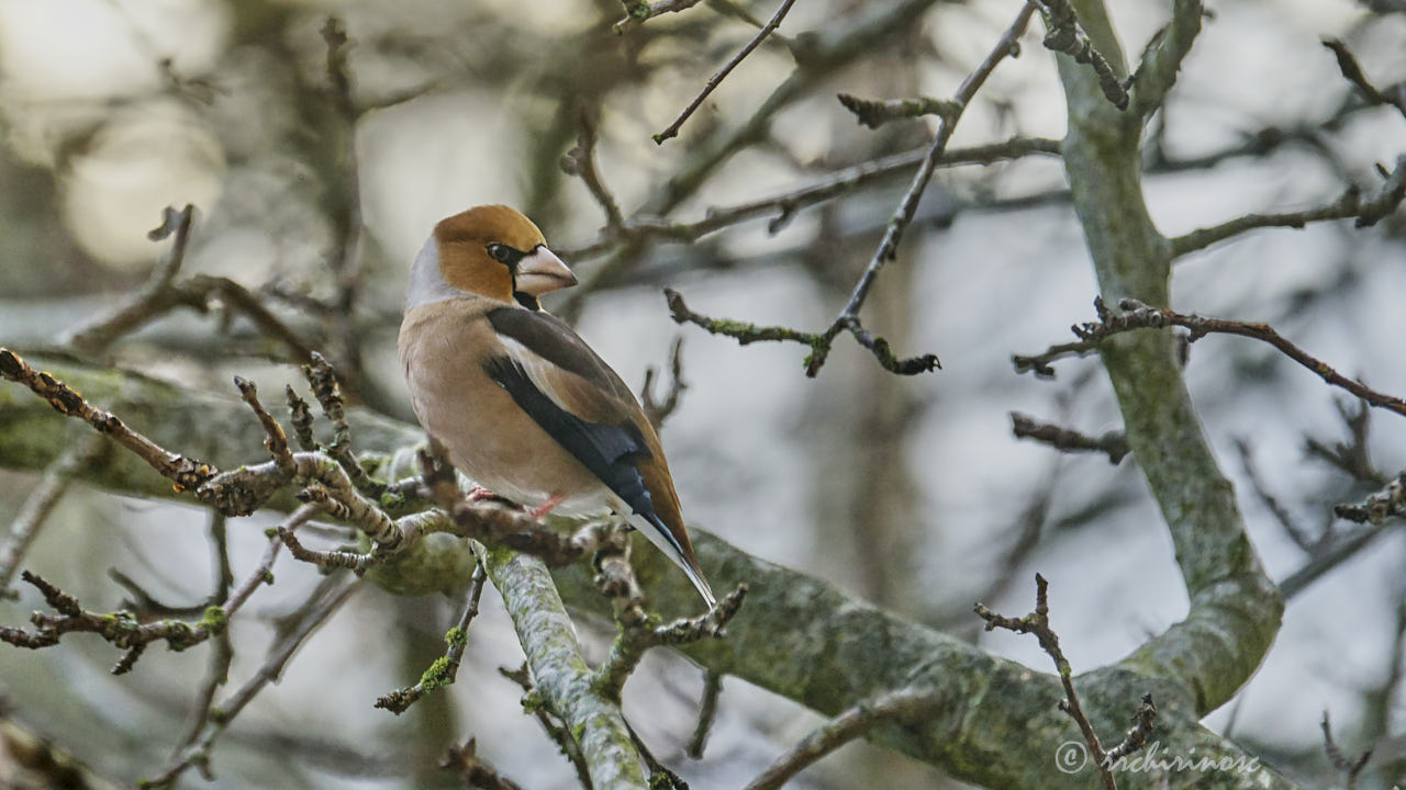 Hawfinch