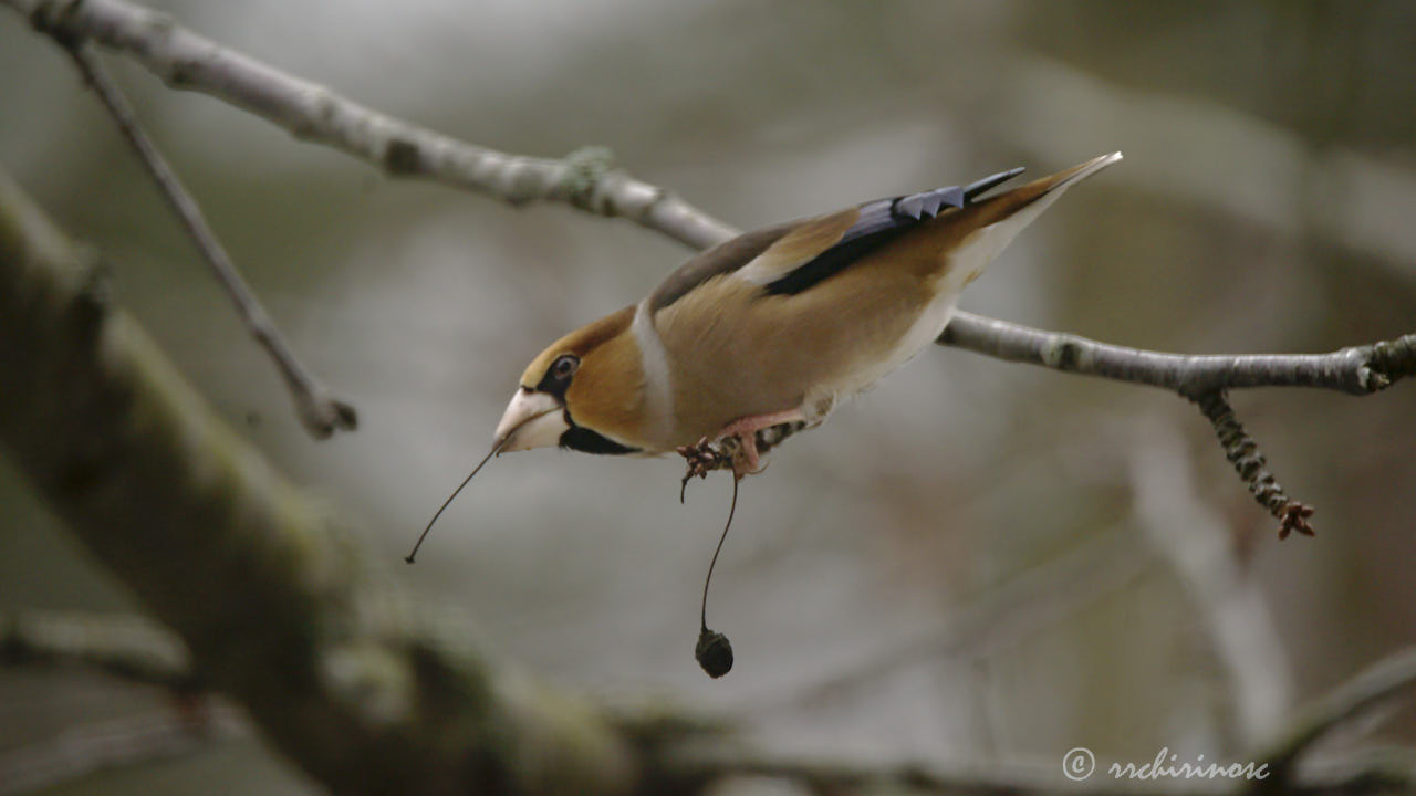 Hawfinch