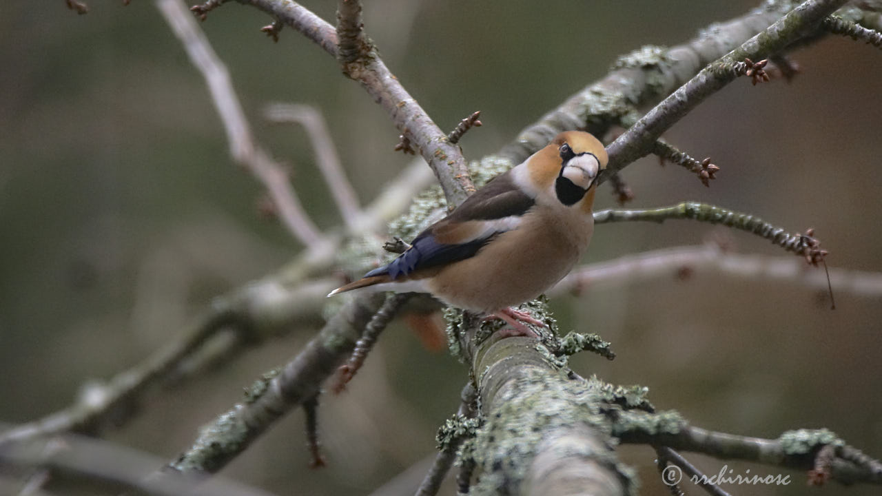 Hawfinch
