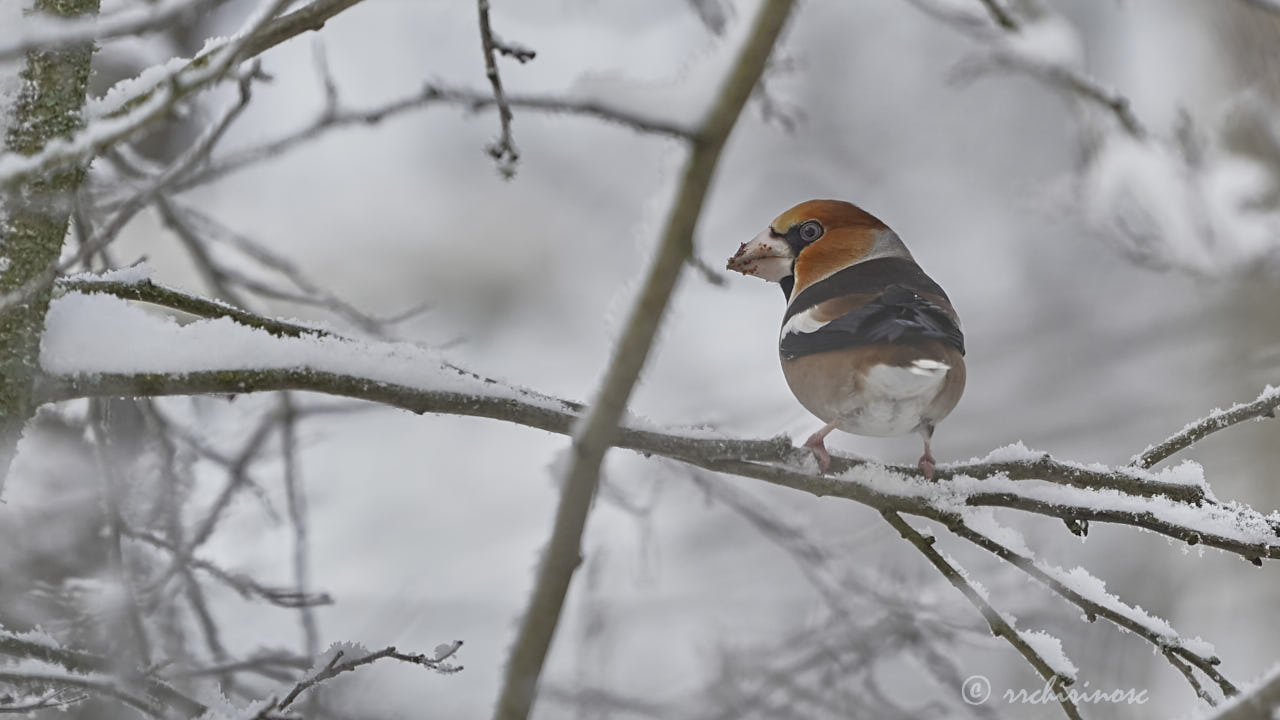 Hawfinch