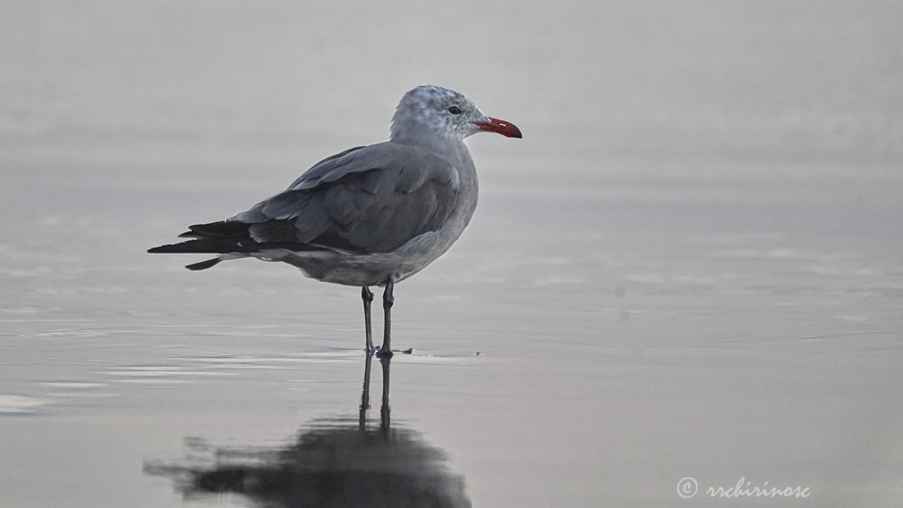 Heermann's gull