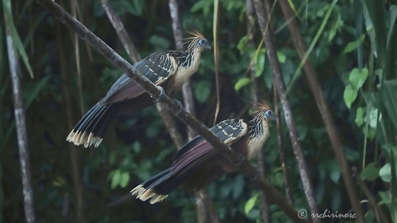 Hoatzin
