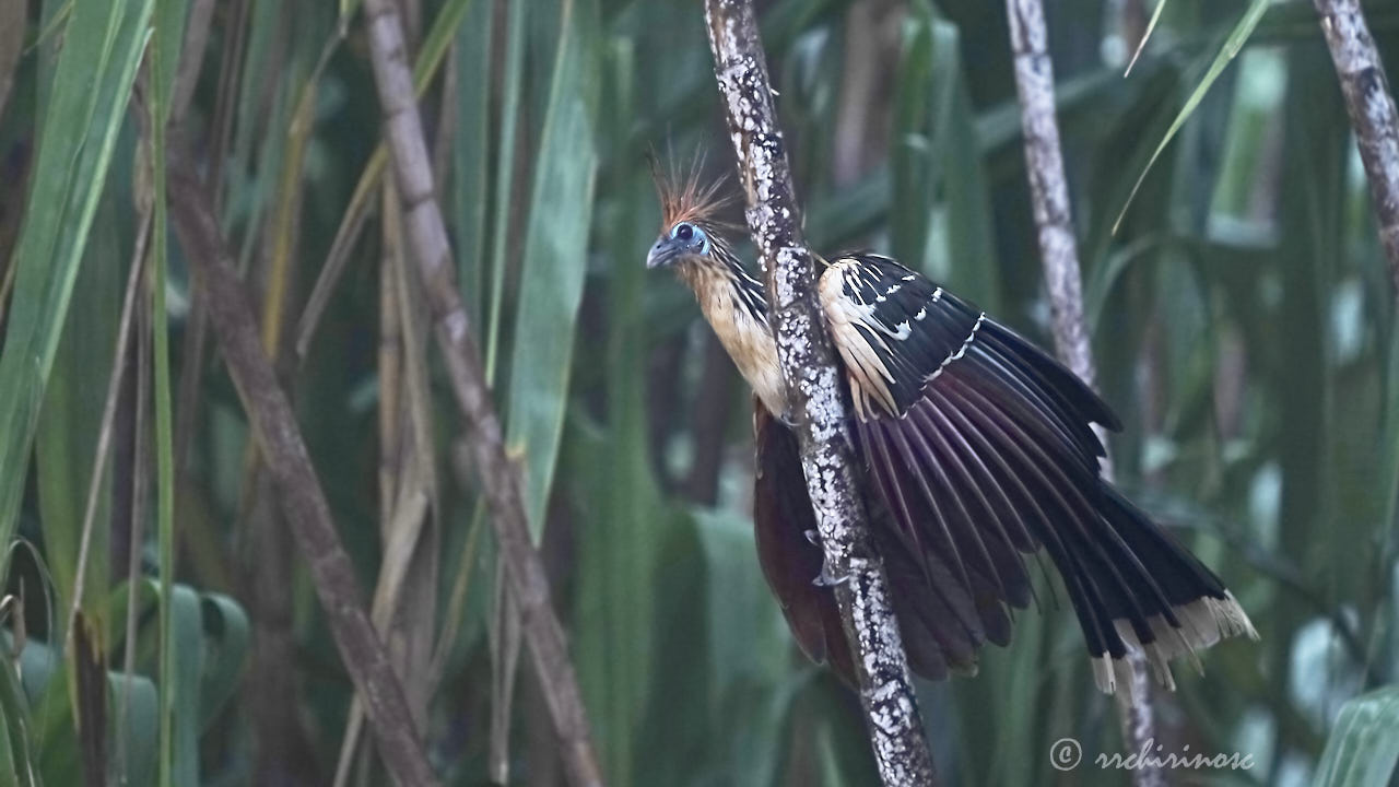 Hoatzin