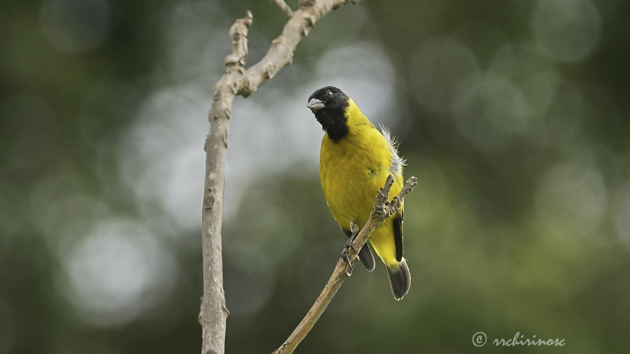 Hooded siskin
