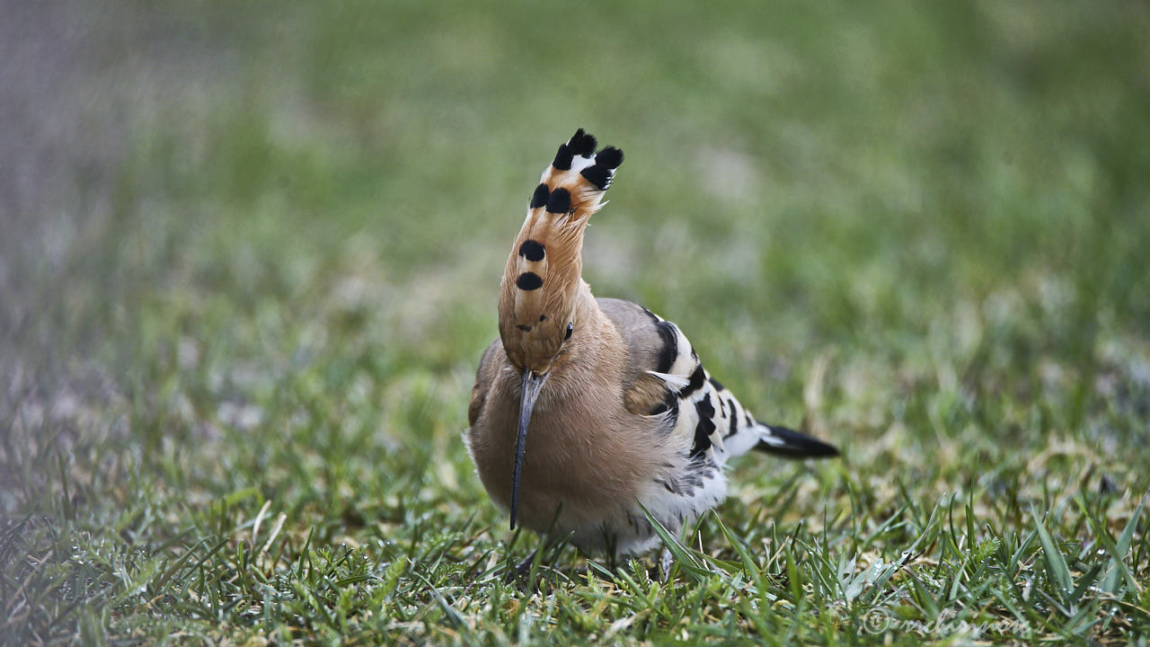 Eurasian hoopoe