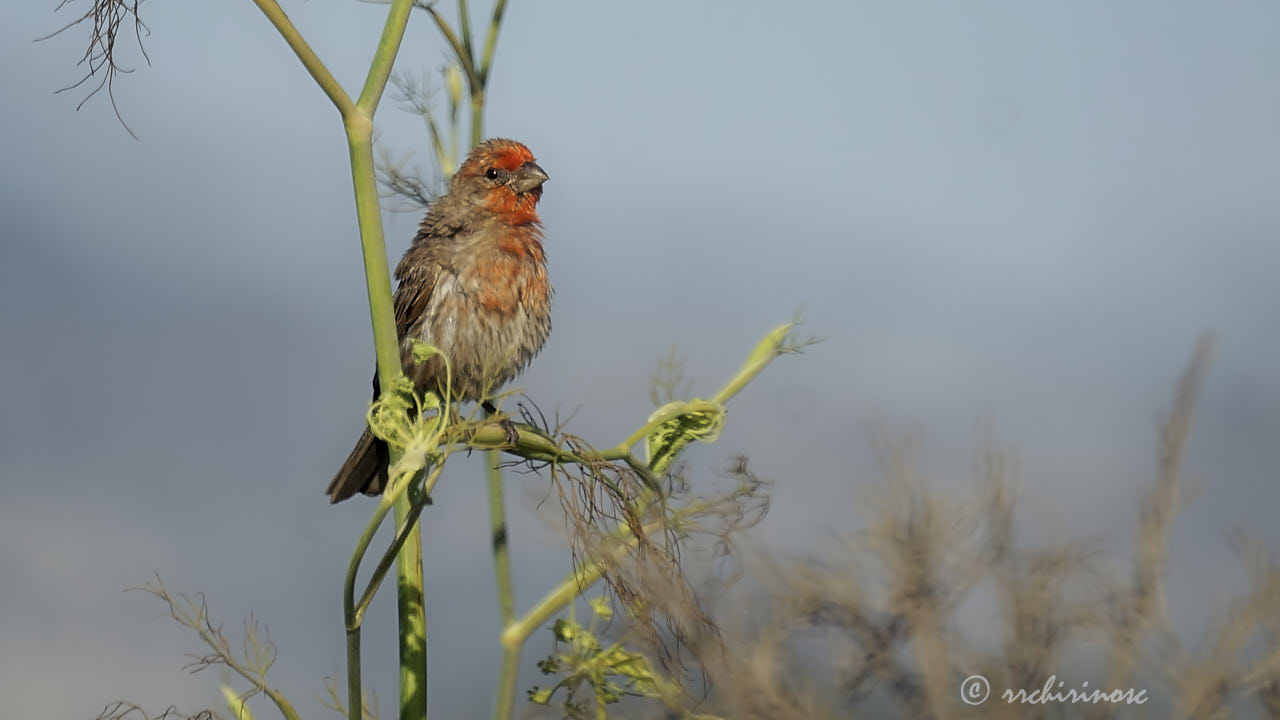 House finch