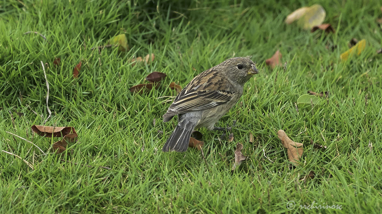 Band-tailed seedeater