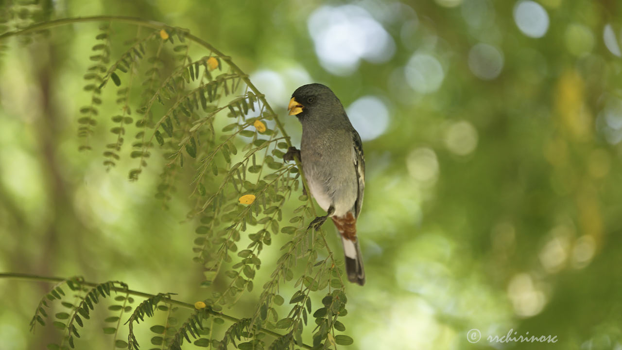 Band-tailed seedeater