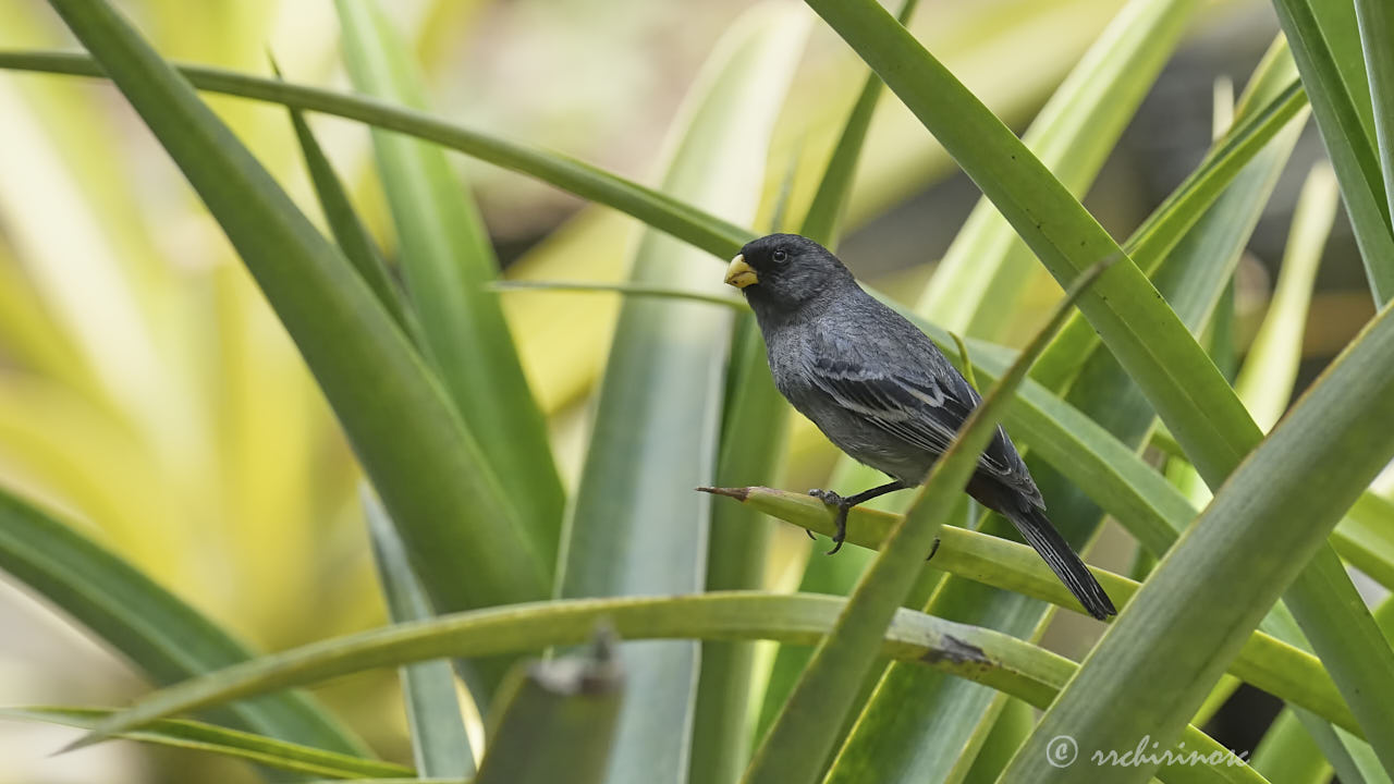 Band-tailed seedeater