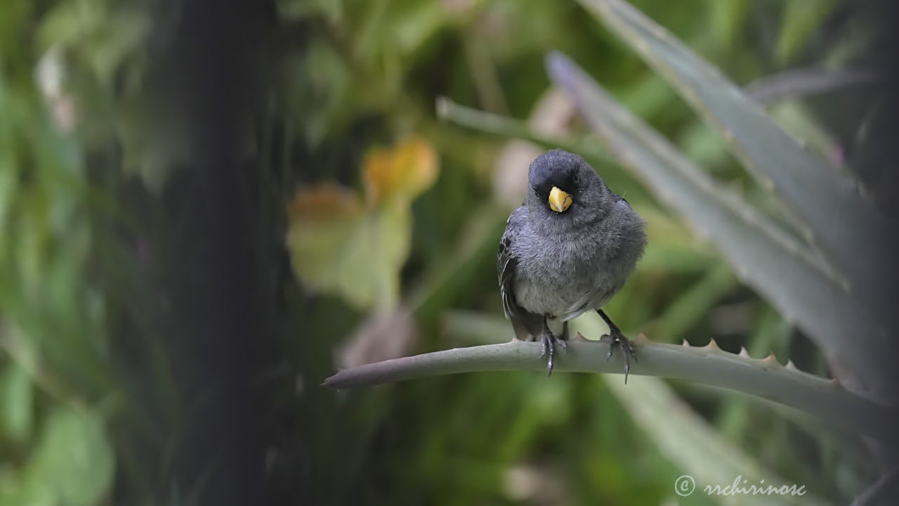Band-tailed seedeater