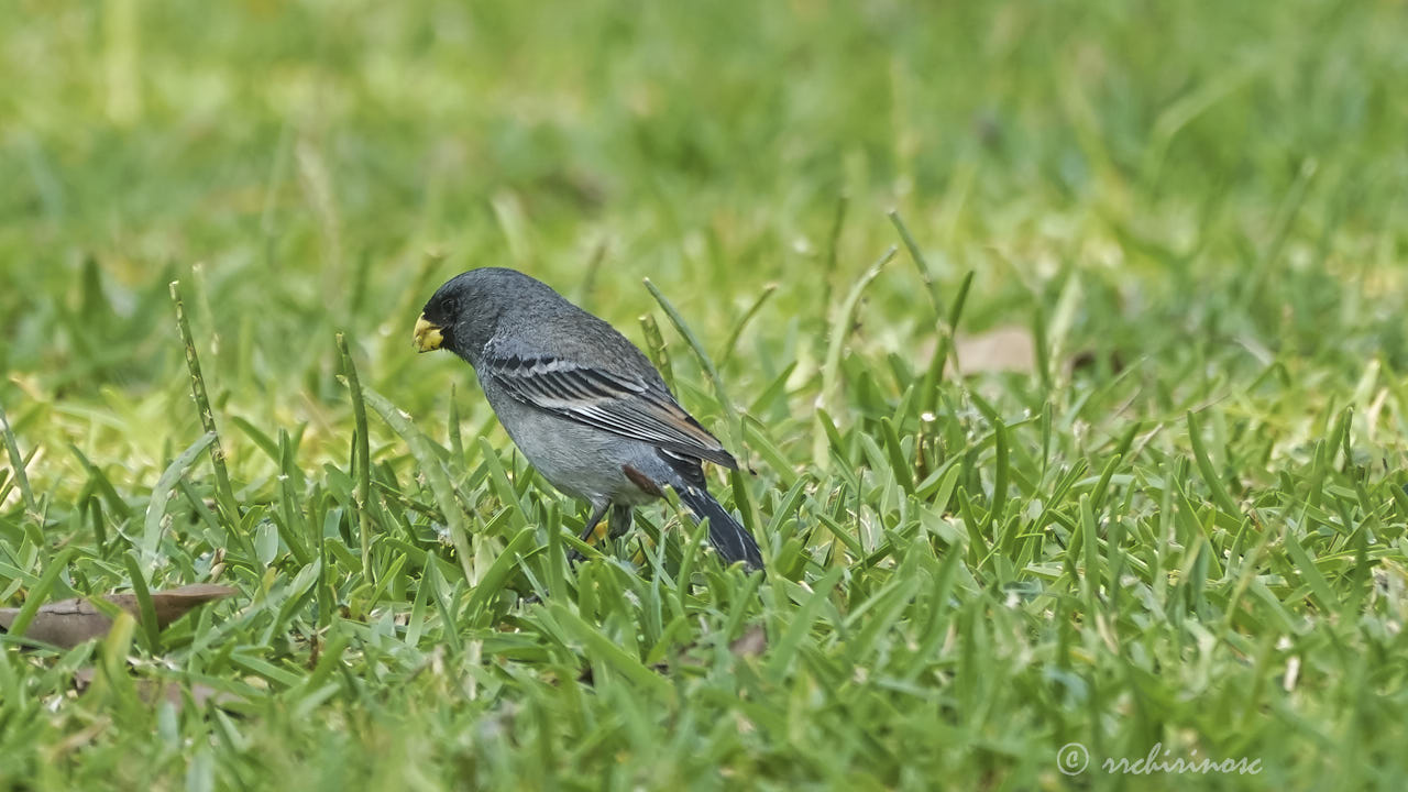 Band-tailed seedeater