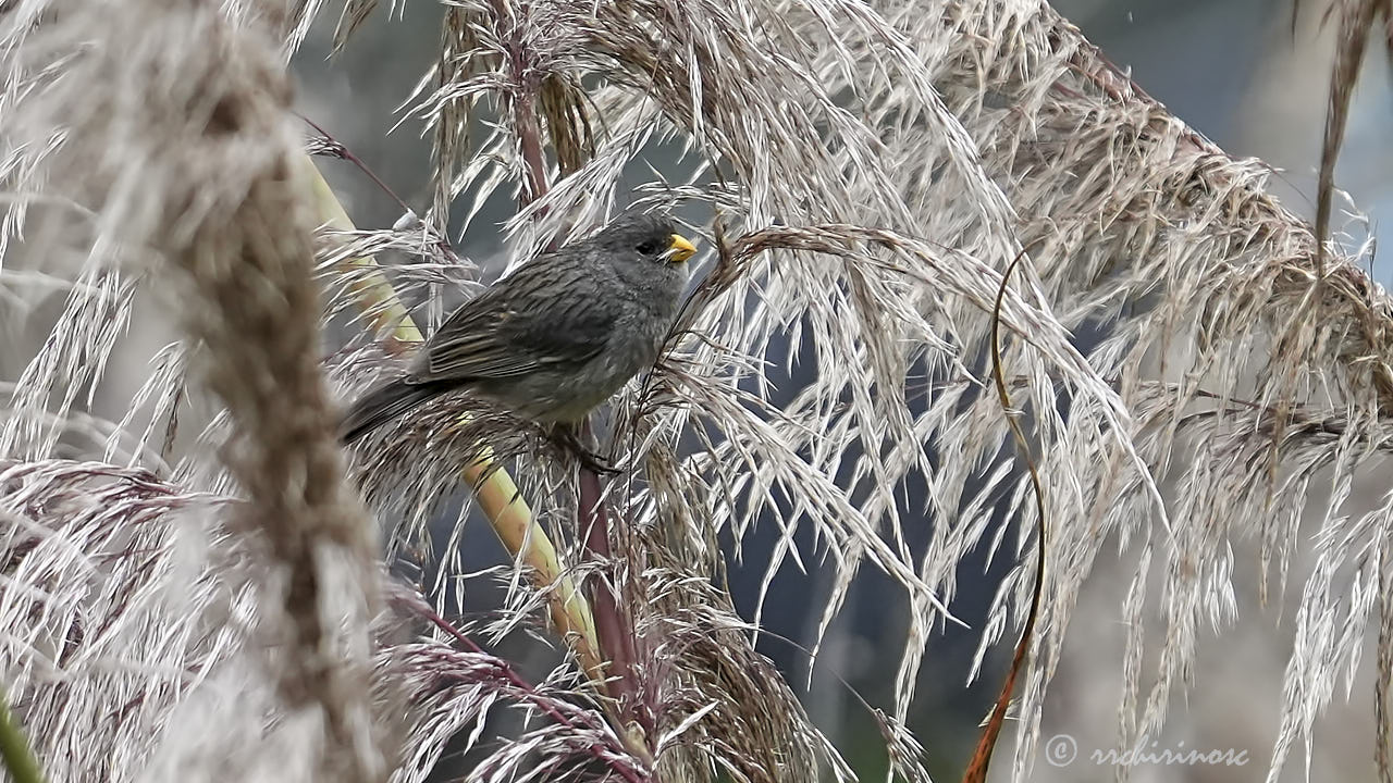 Band-tailed seedeater