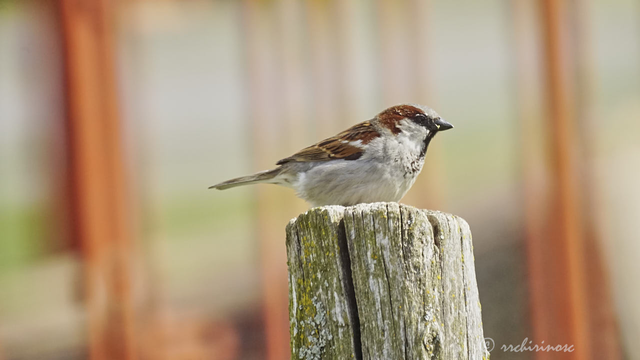 House sparrow