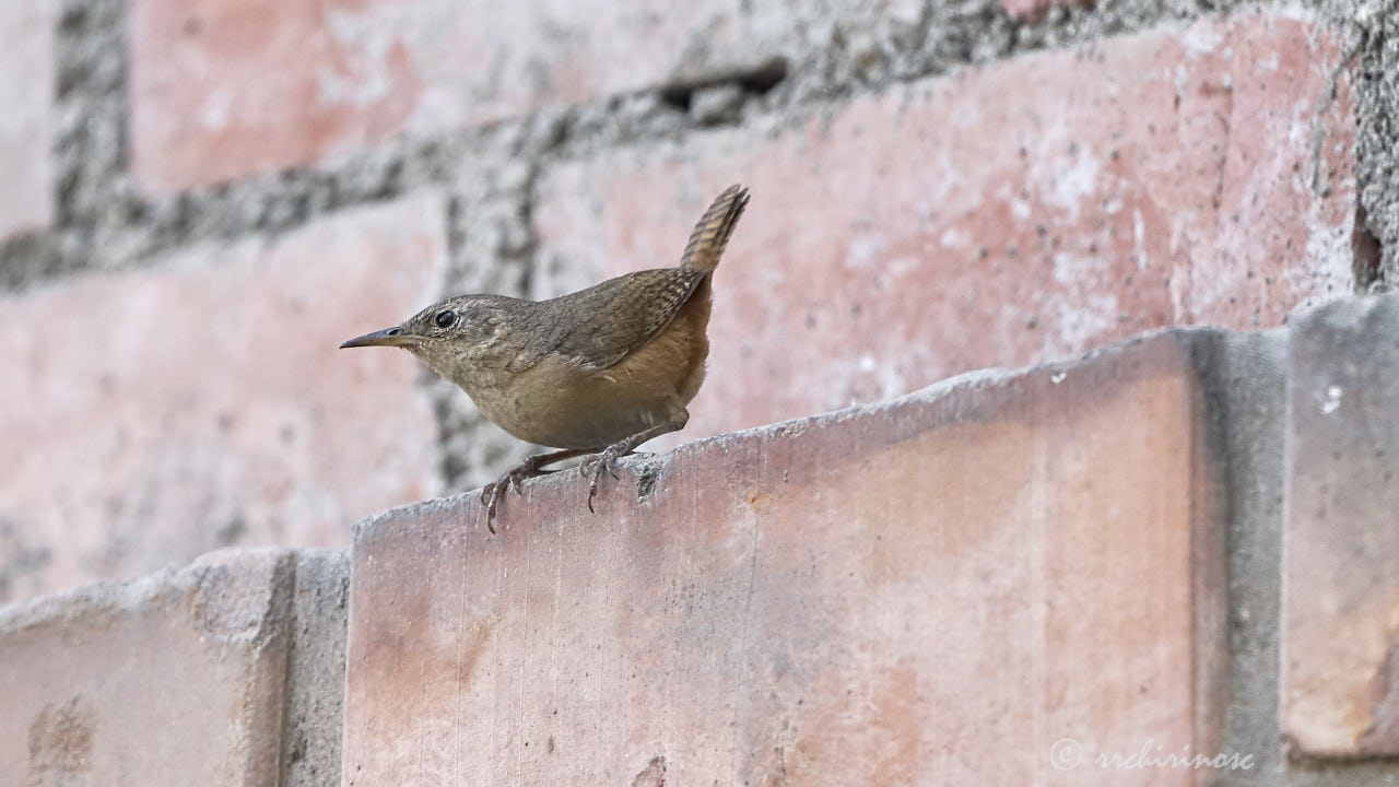 House wren
