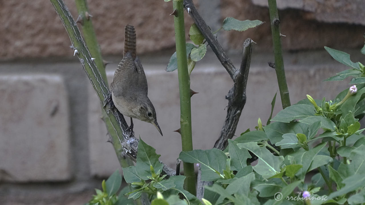 House wren