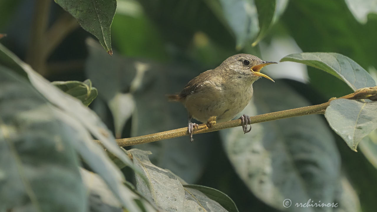House wren