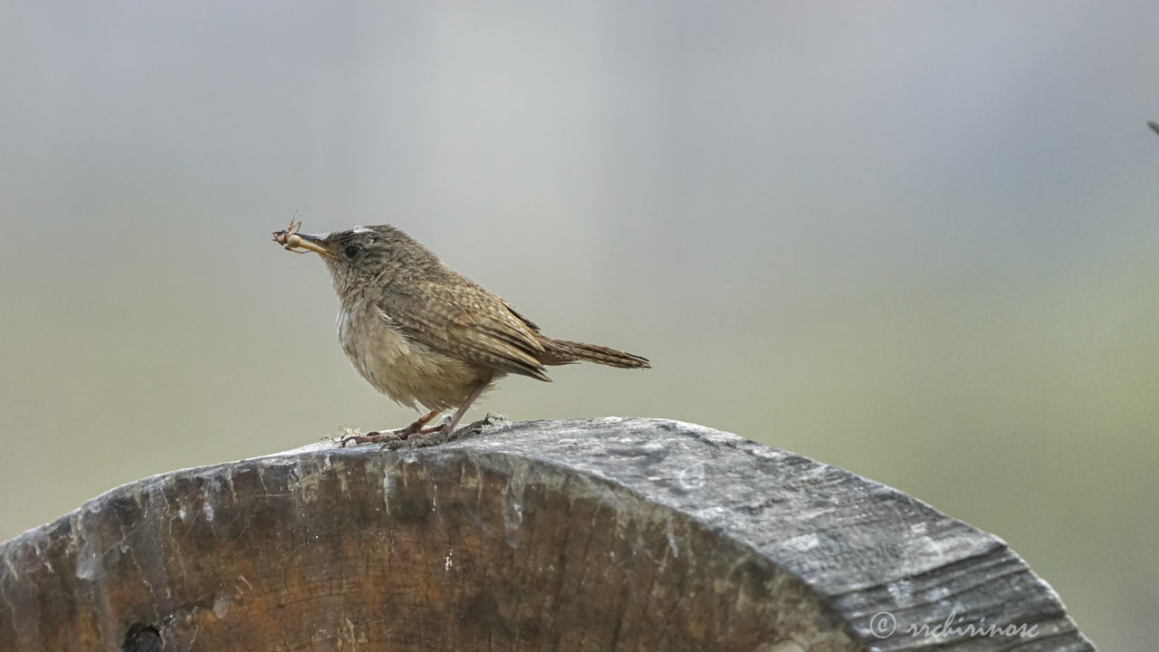 House wren