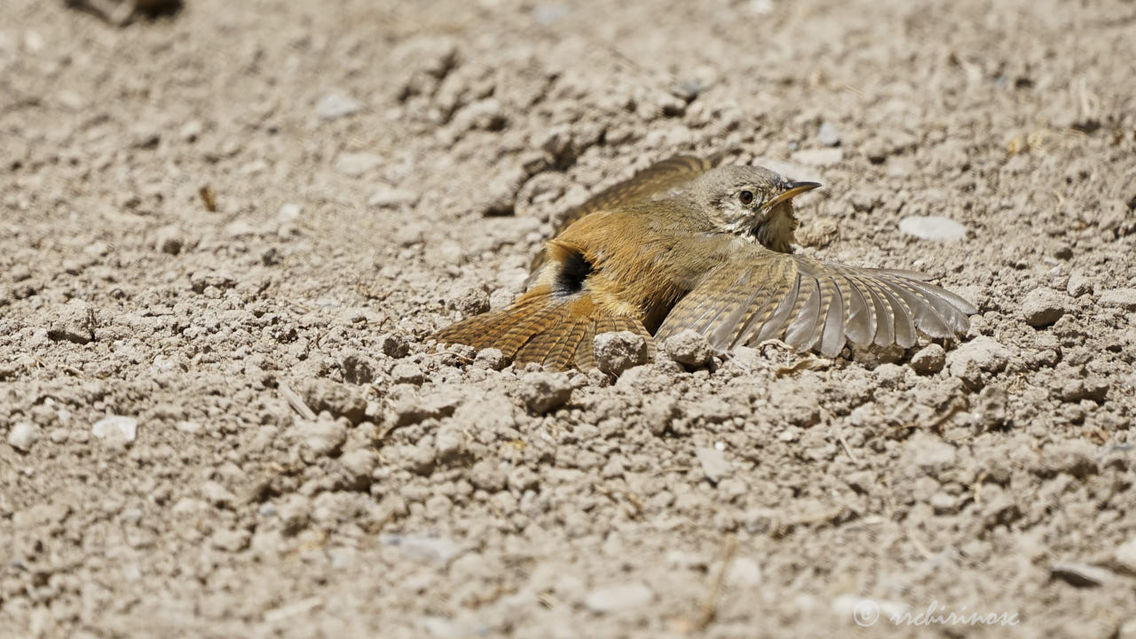 House wren