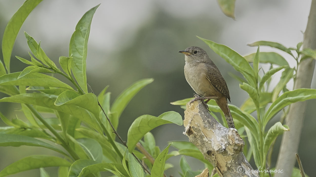 House wren