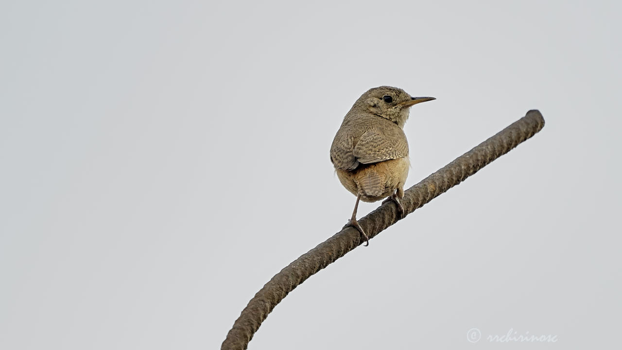 House wren