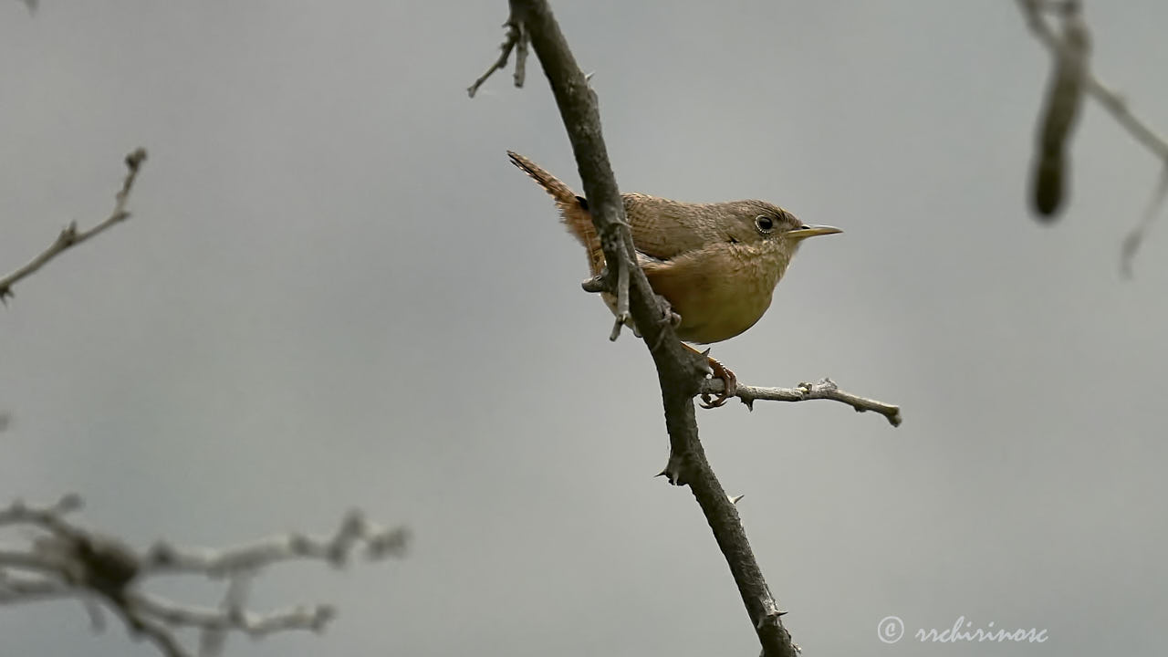 House wren