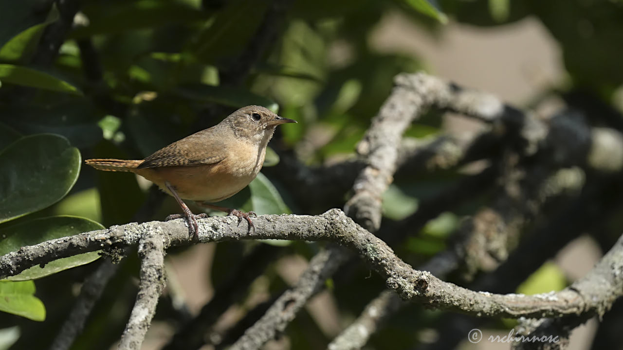 House wren