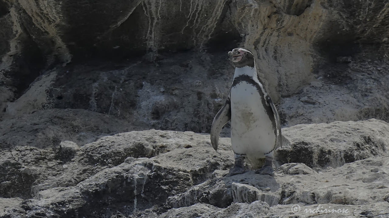 Humboldt penguin