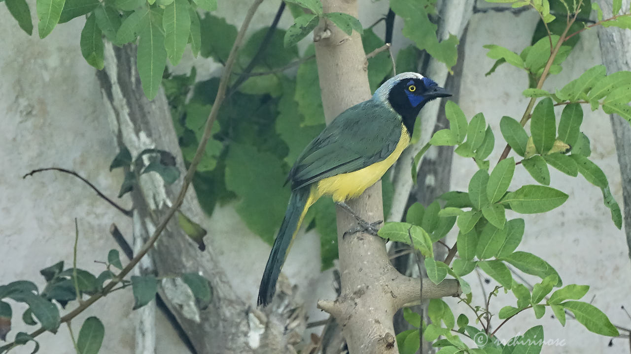 Inca jay