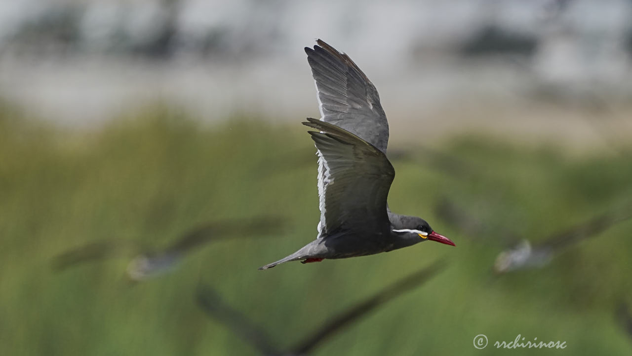 Inca tern