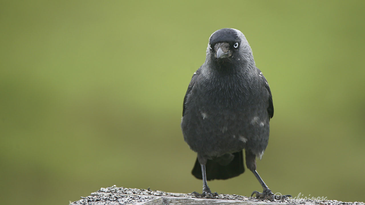 Jackdaw