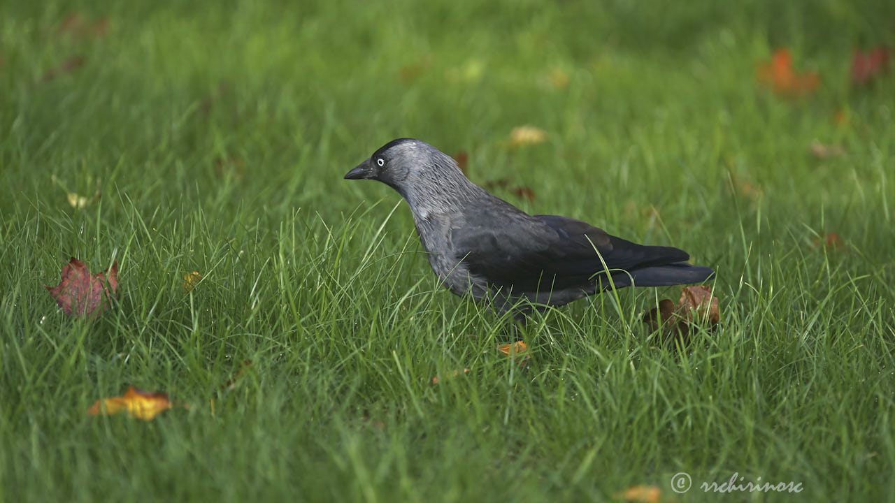 Jackdaw