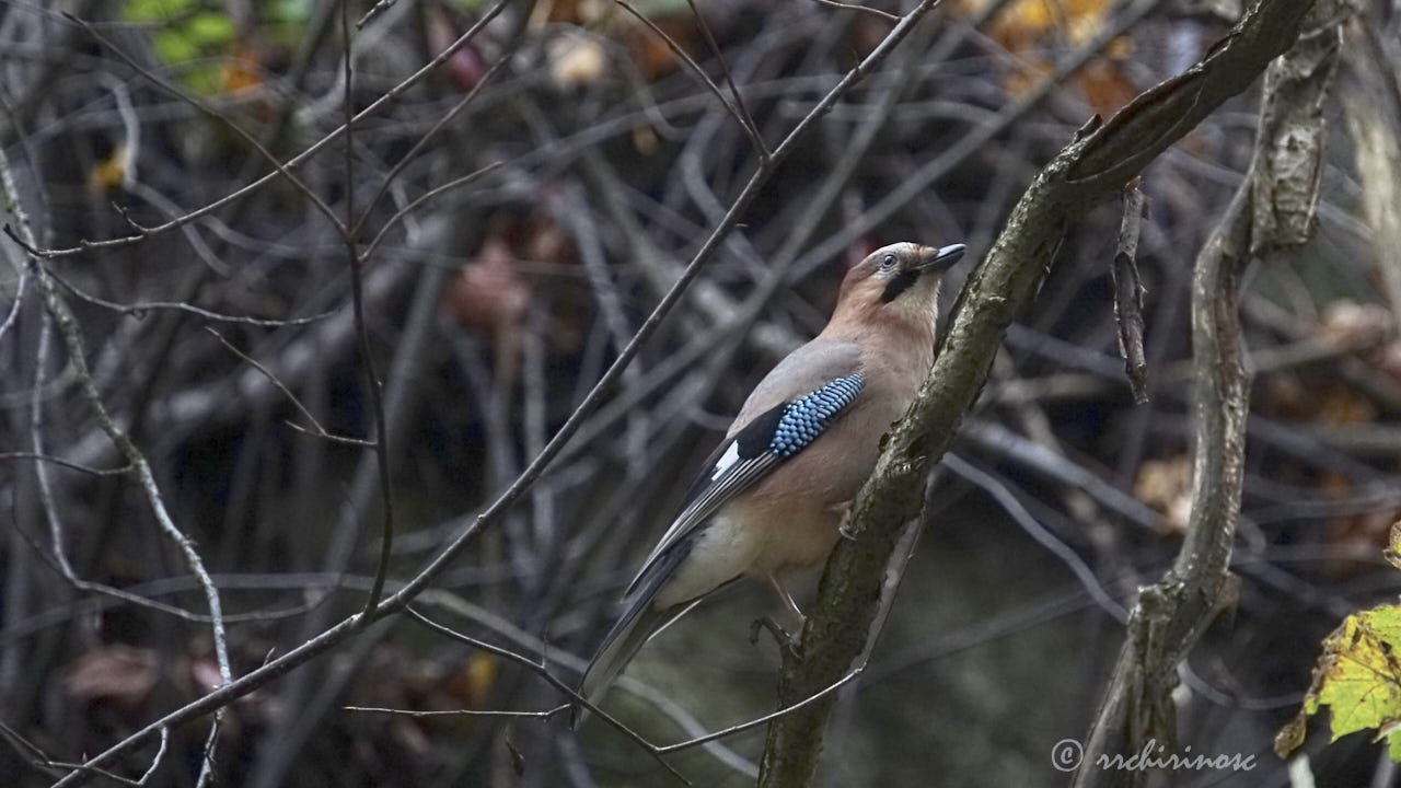 Eurasian jay