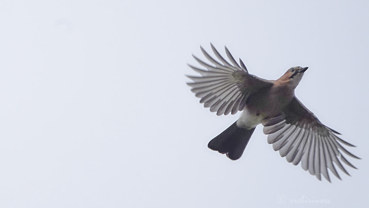 Eurasian jay