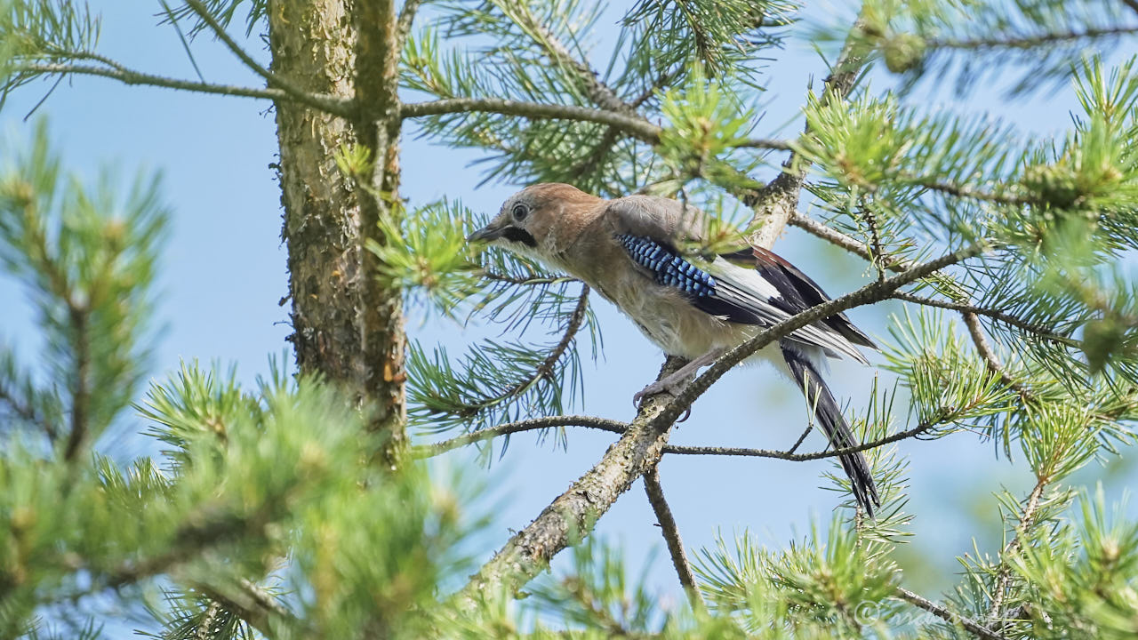 Eurasian jay