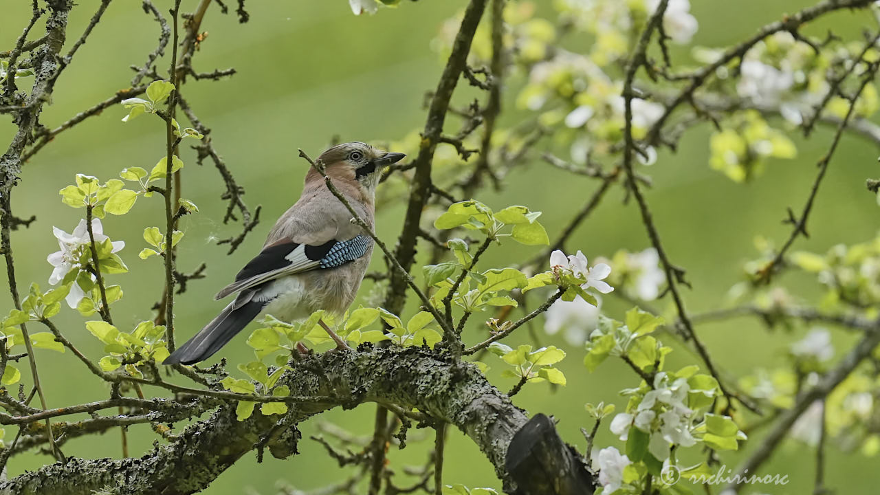 Eurasian jay