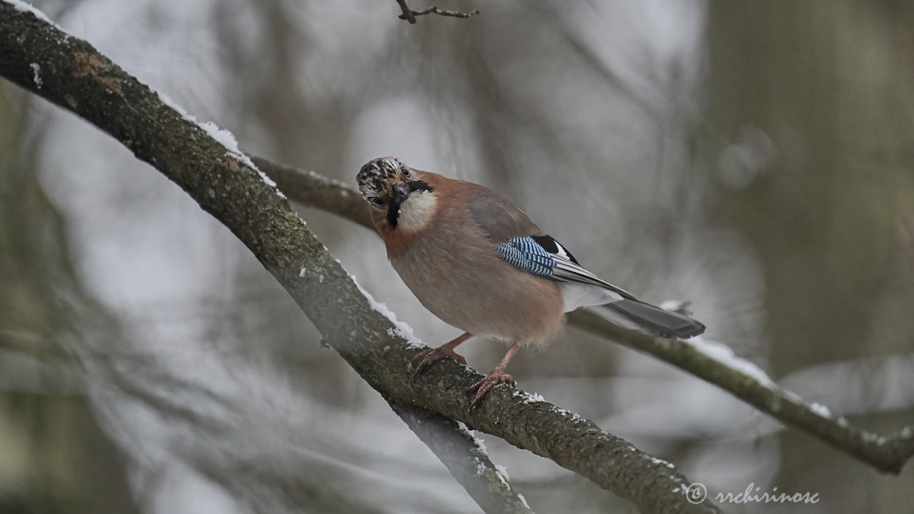 Eurasian jay