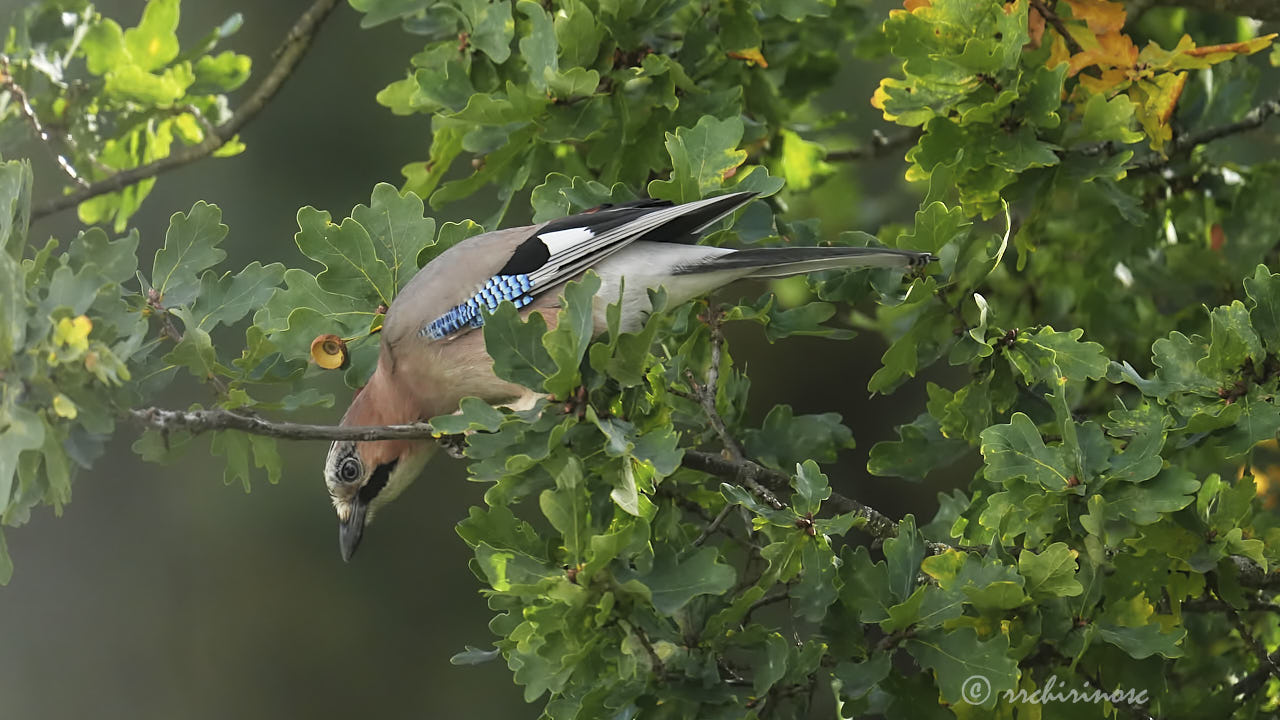 Eurasian jay