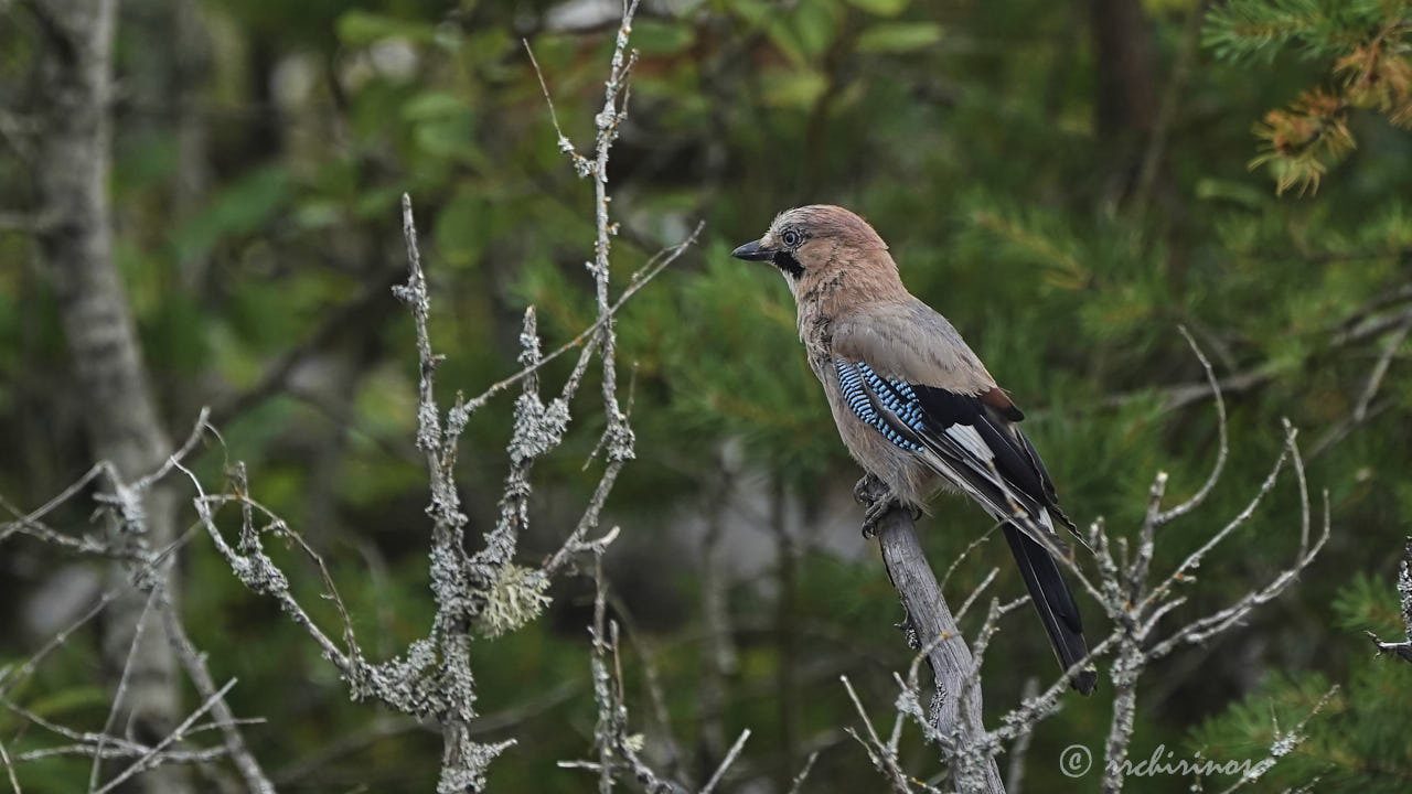Eurasian jay