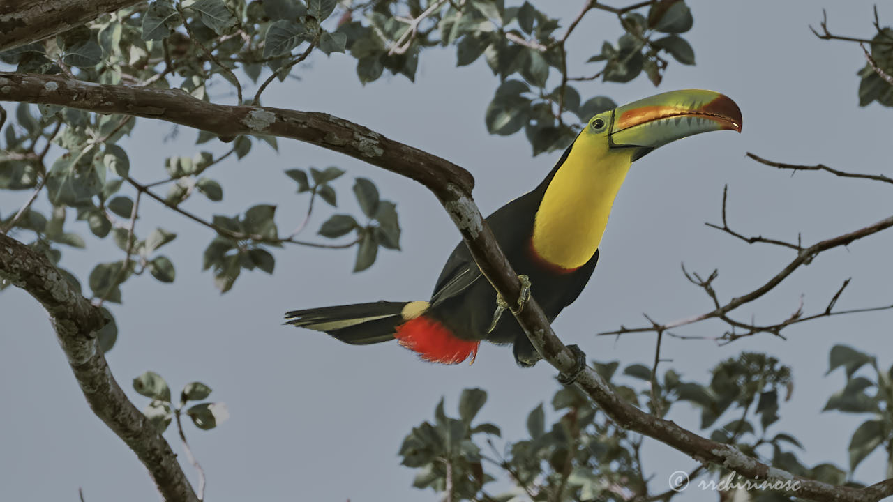 Keel-billed toucan