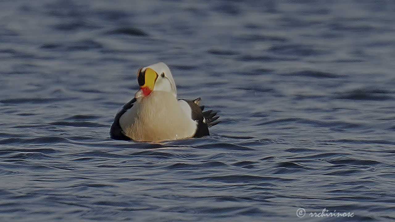 King eider