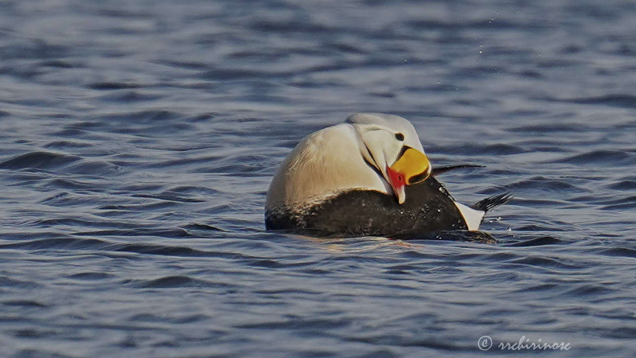 King eider