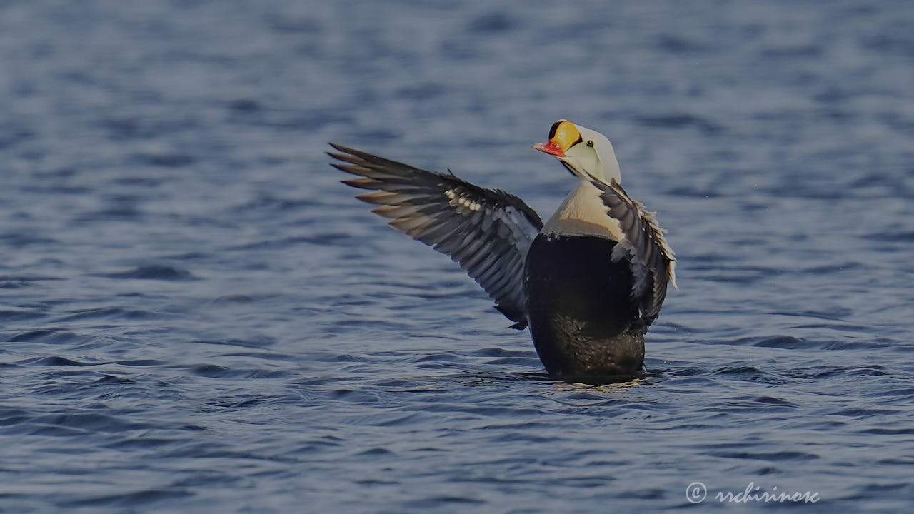 King eider