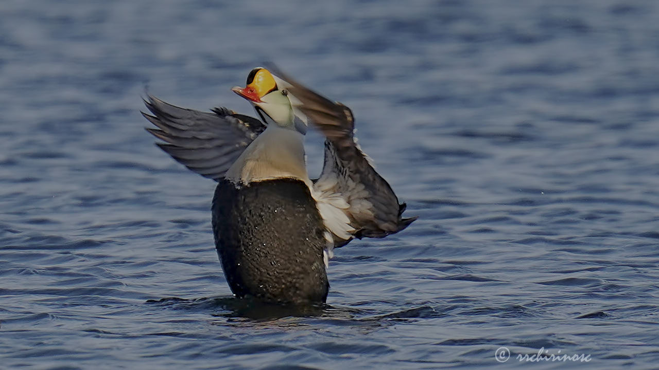 King eider