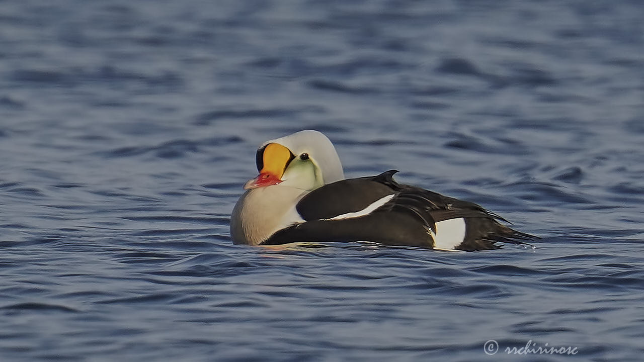 King eider