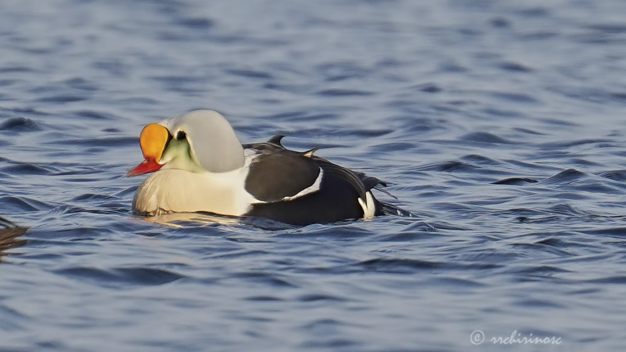 King eider