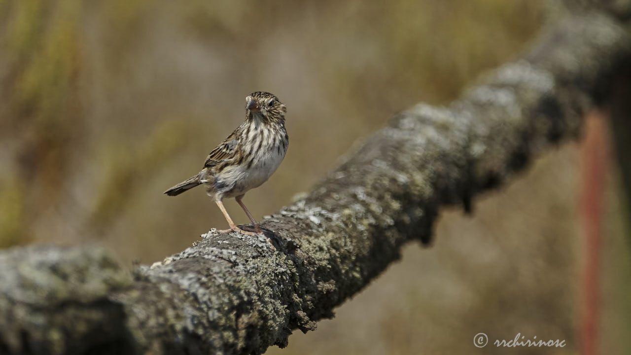 Band-tailed sierra finch