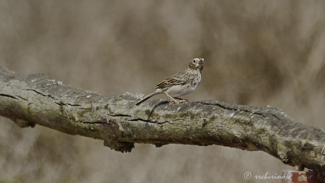Band-tailed sierra finch