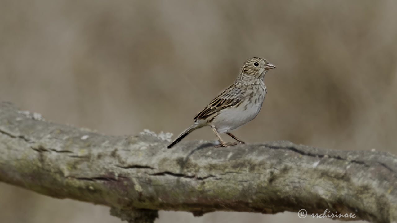 Band-tailed sierra finch