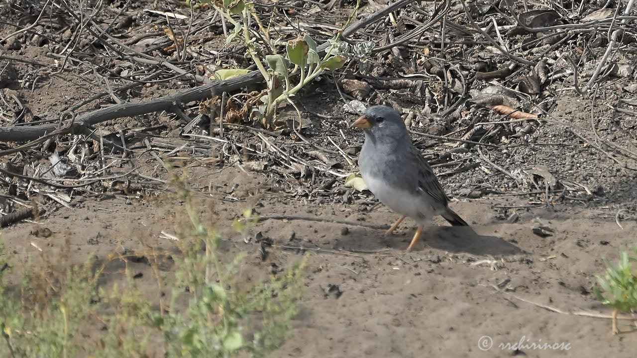 Band-tailed sierra finch